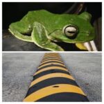 IMG_20260109_090508-COLLAGE